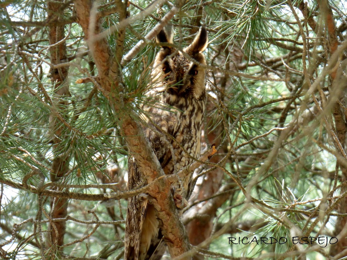 Long-eared Owl - Ricardo Espejo