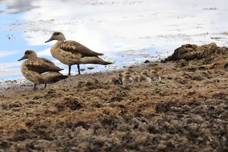 Crested Duck, ML120951401