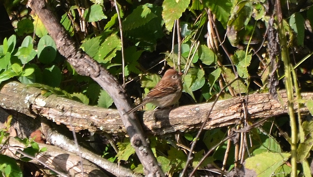Field Sparrow - Ron Furnish