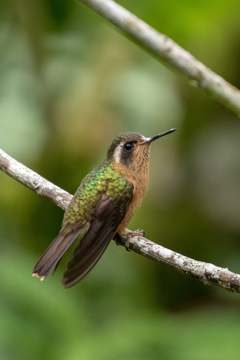Speckled Hummingbird - Rob Felix