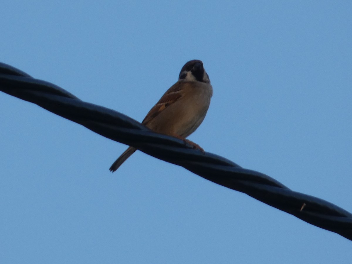 Eurasian Tree Sparrow - ML120952761