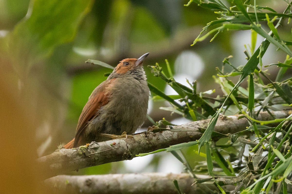 Red-faced Spinetail - Rob Felix