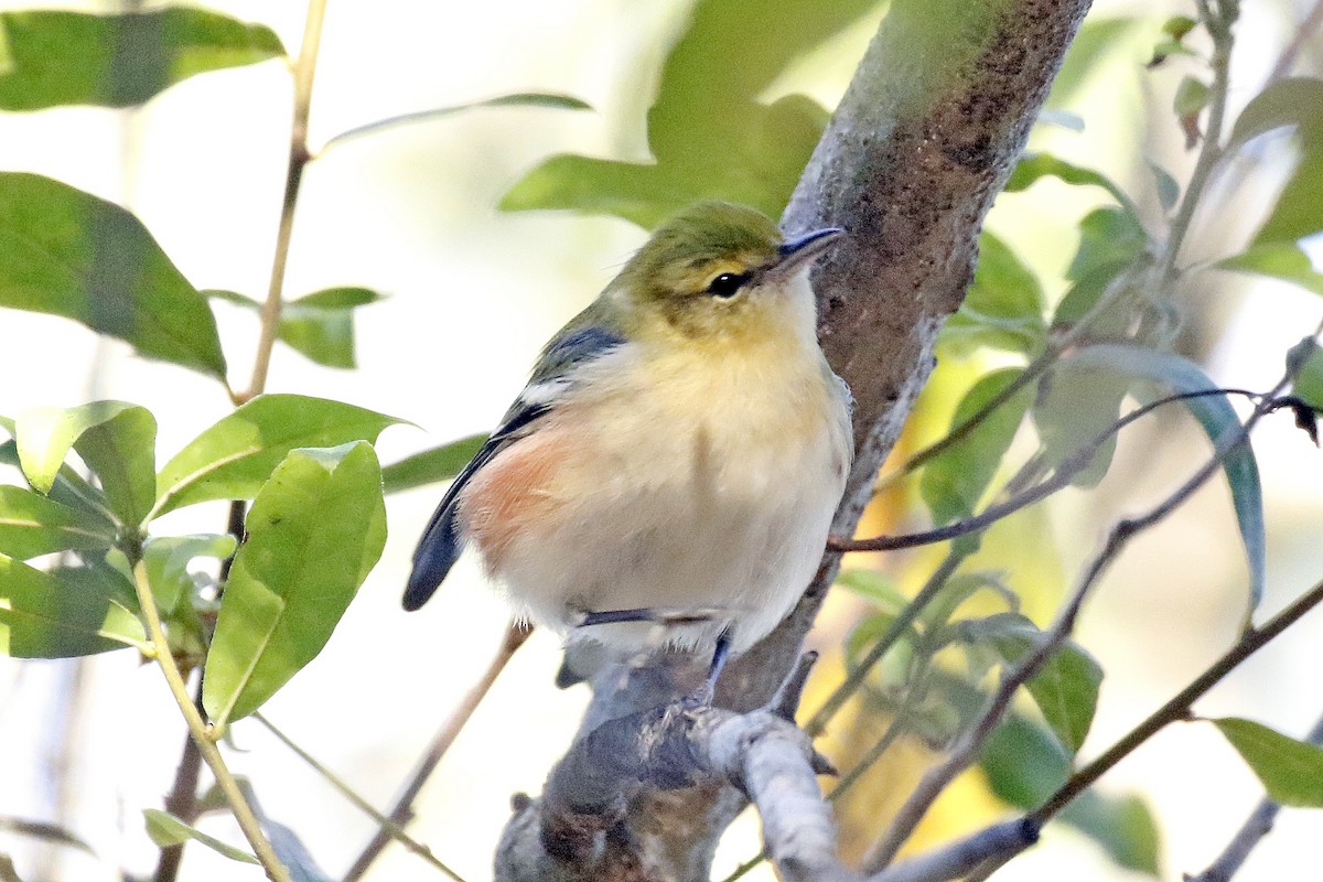 Bay-breasted Warbler - David McQuade