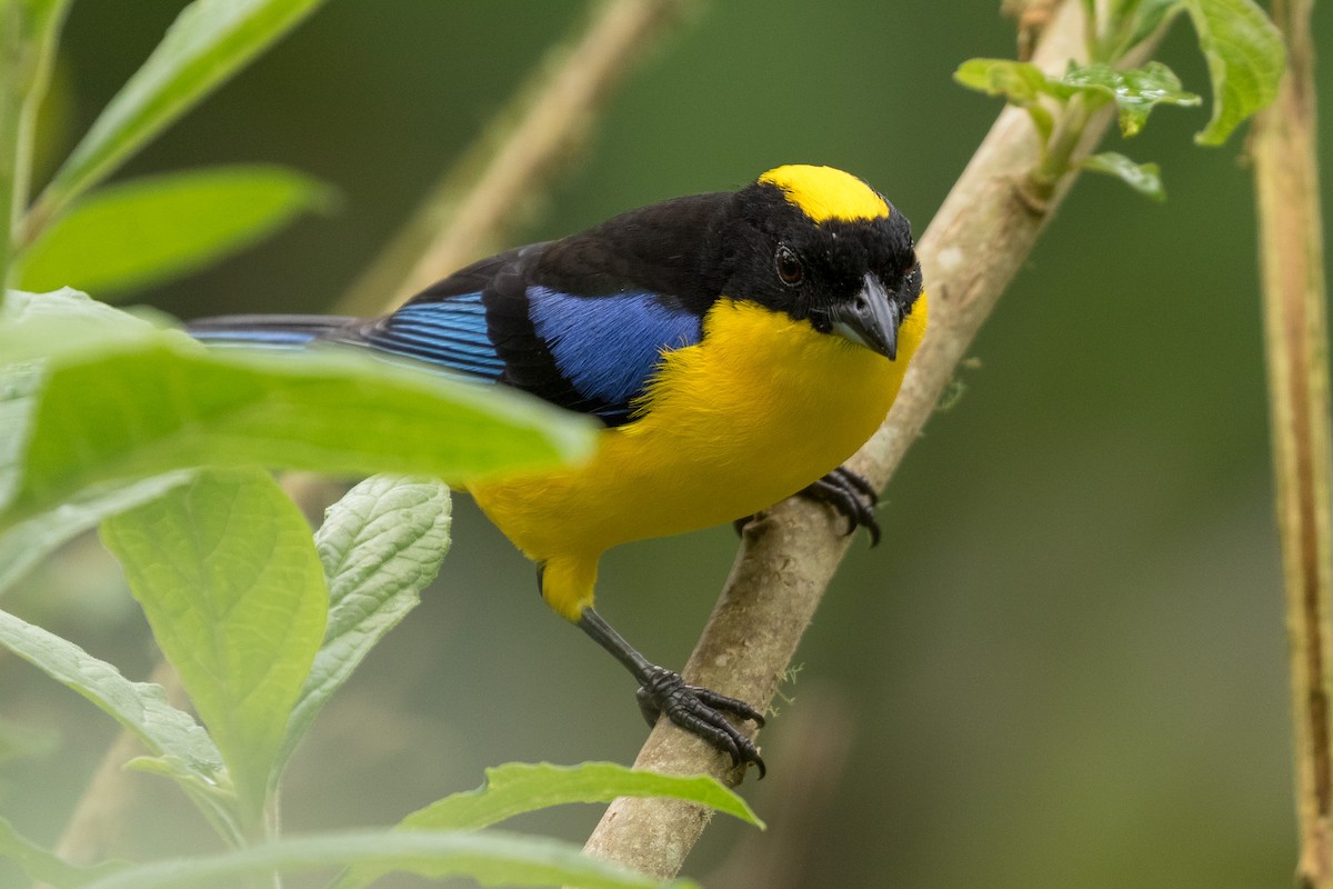 Blue-winged Mountain Tanager - ML120953731