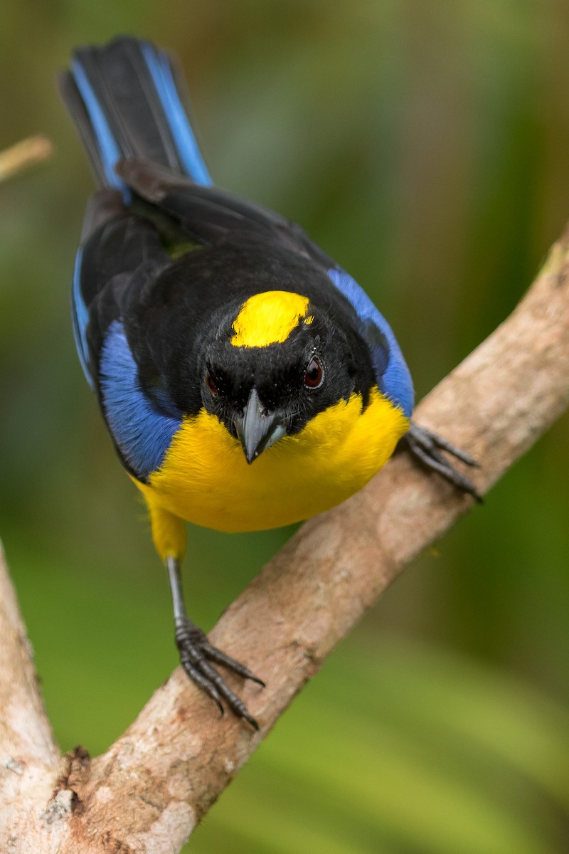 Blue-winged Mountain Tanager - Rob Felix