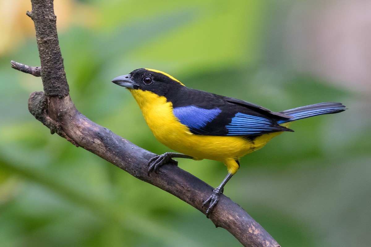 Blue-winged Mountain Tanager - ML120953751
