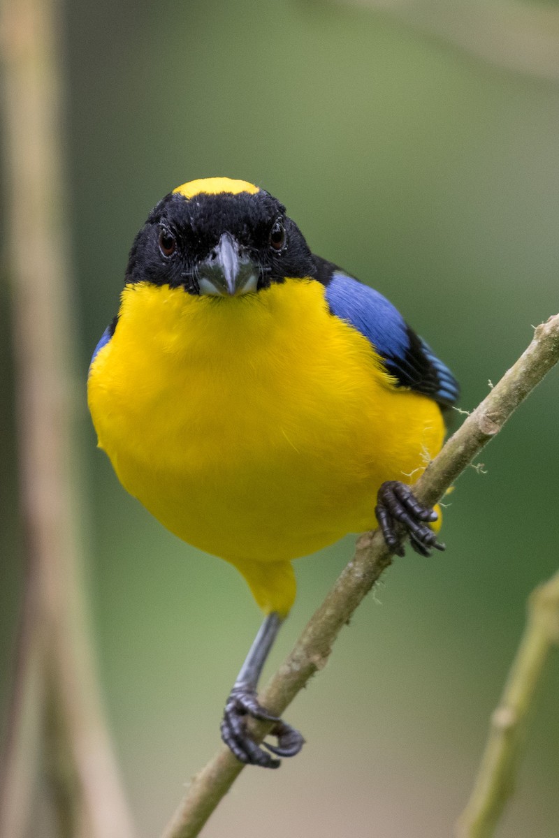Blue-winged Mountain Tanager - ML120953761