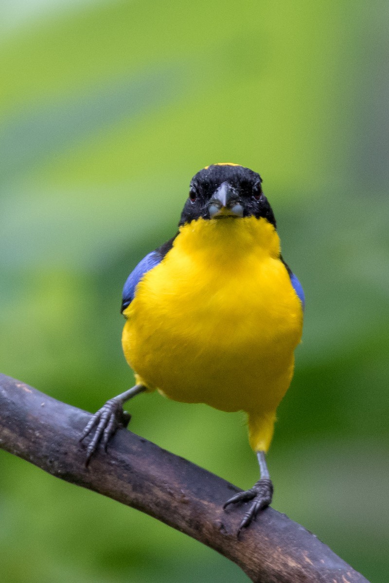 Blue-winged Mountain Tanager - ML120953771