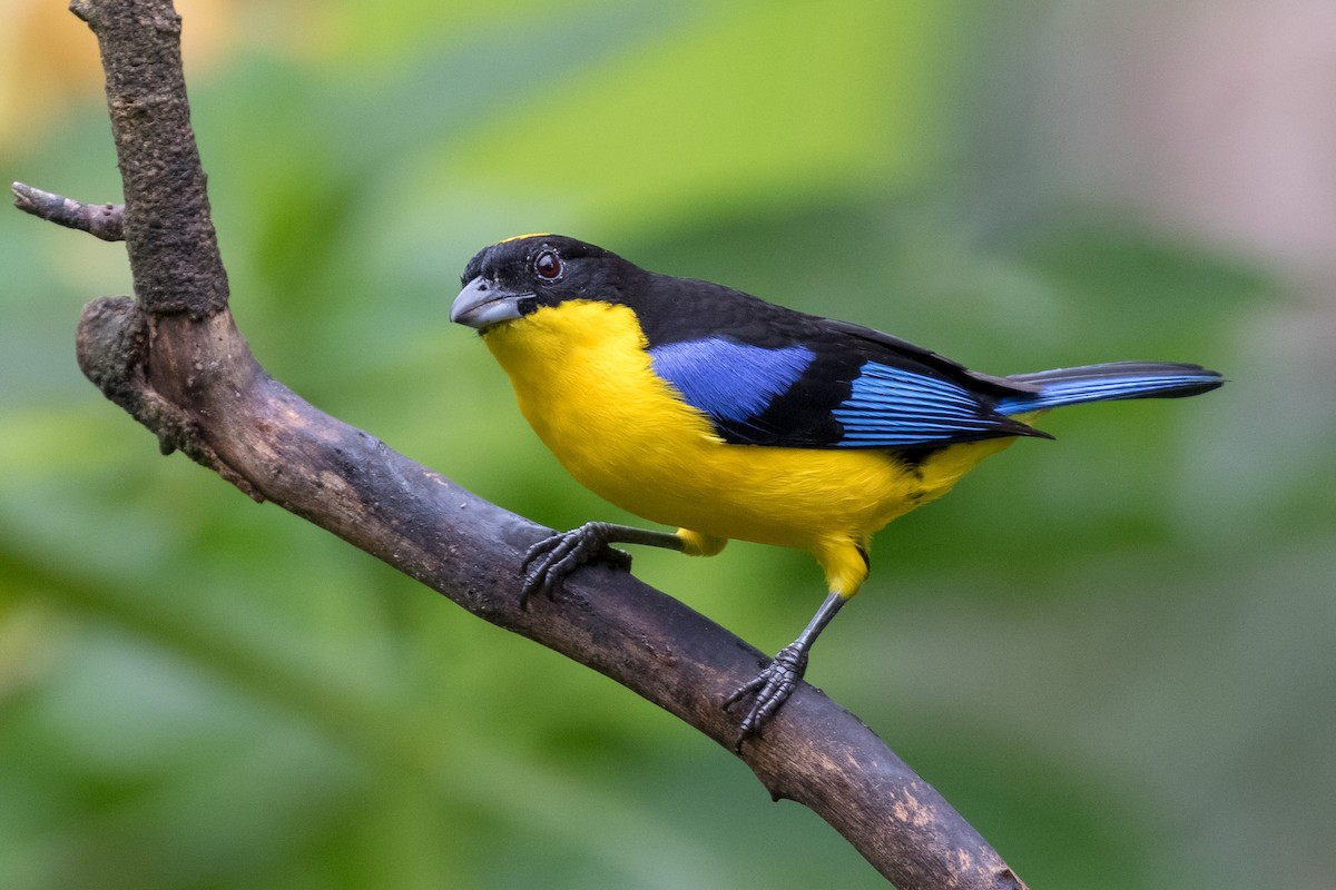 Blue-winged Mountain Tanager - ML120953781