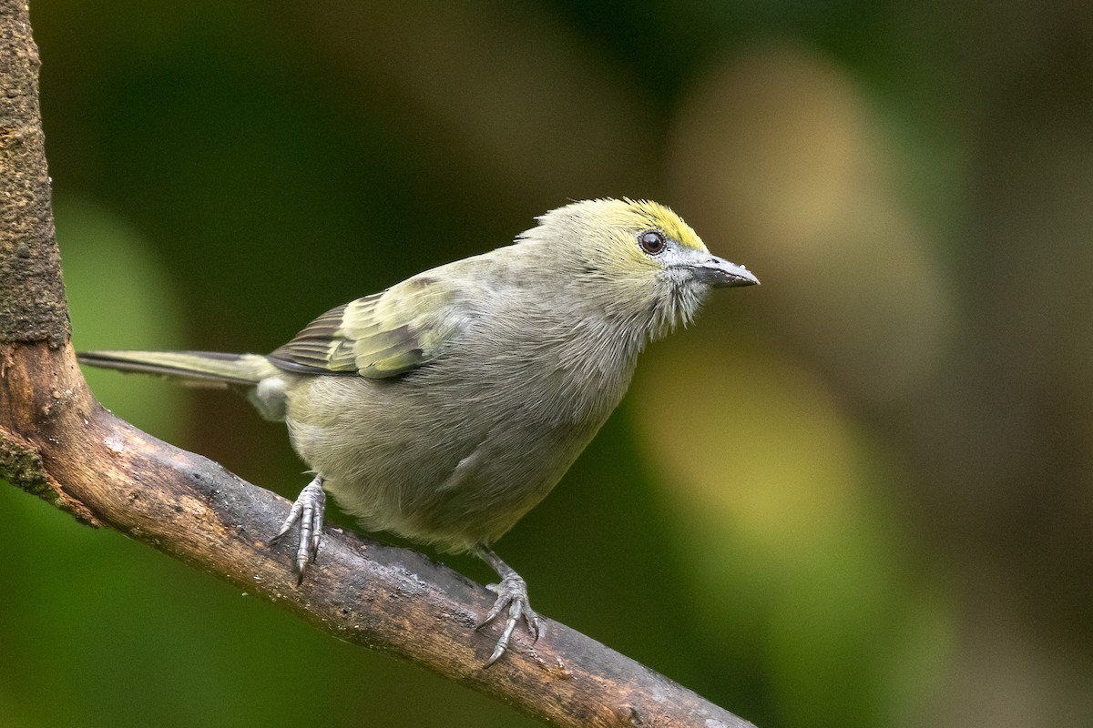 Palm Tanager - ML120953831