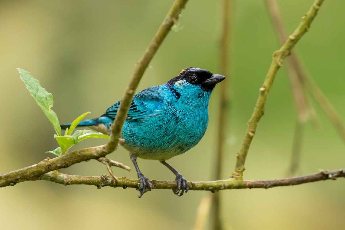 Golden-naped Tanager - ML120953871