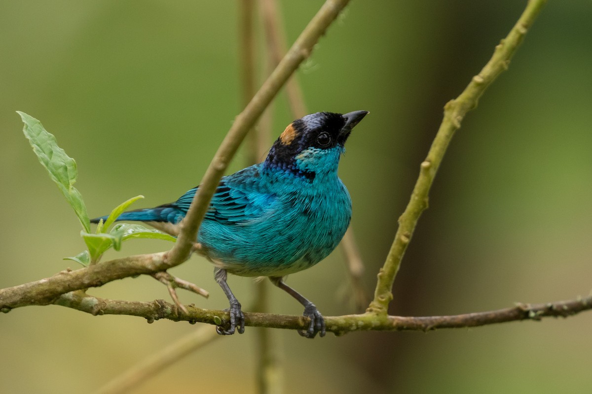 Golden-naped Tanager - ML120953881