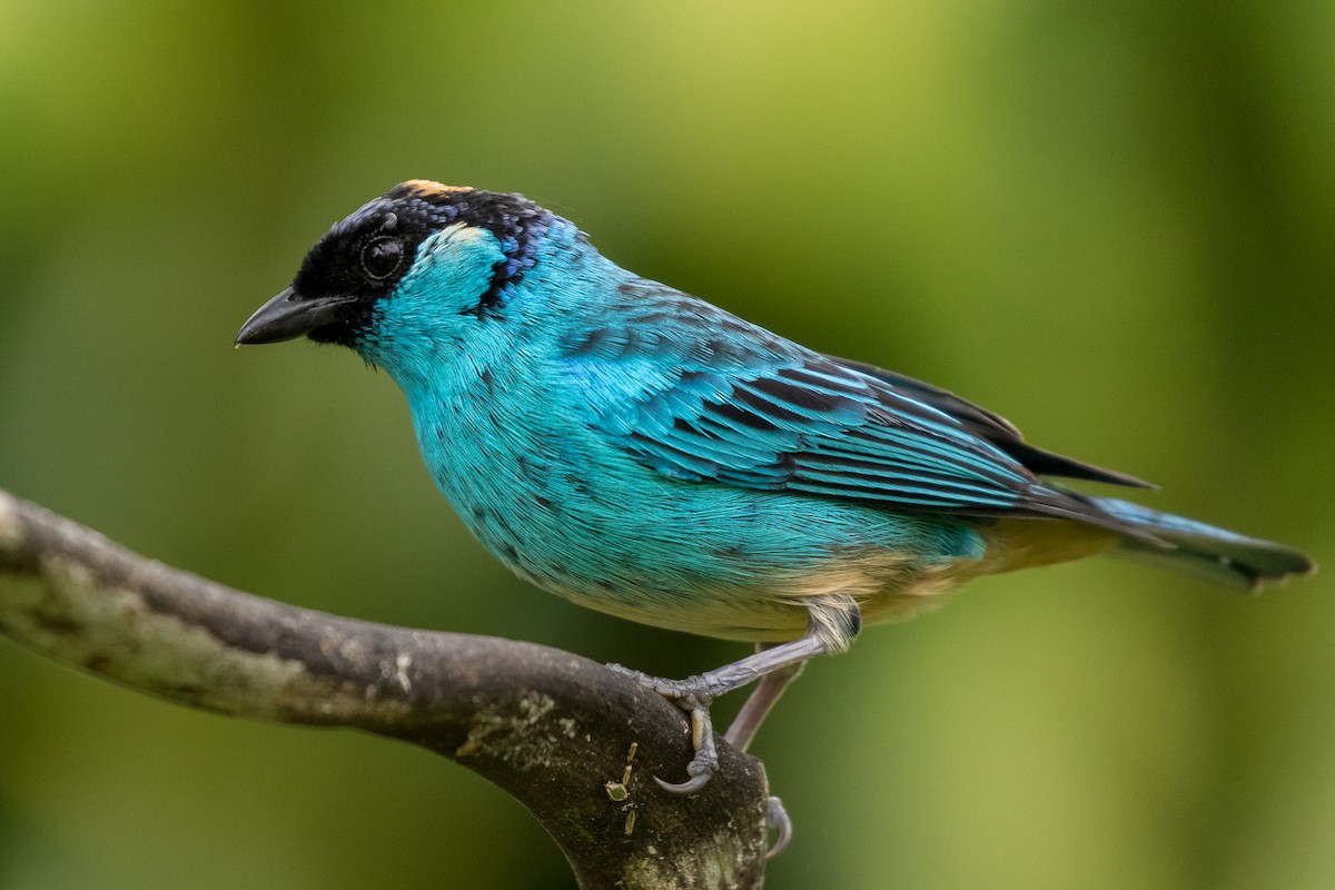 Golden-naped Tanager - ML120953891