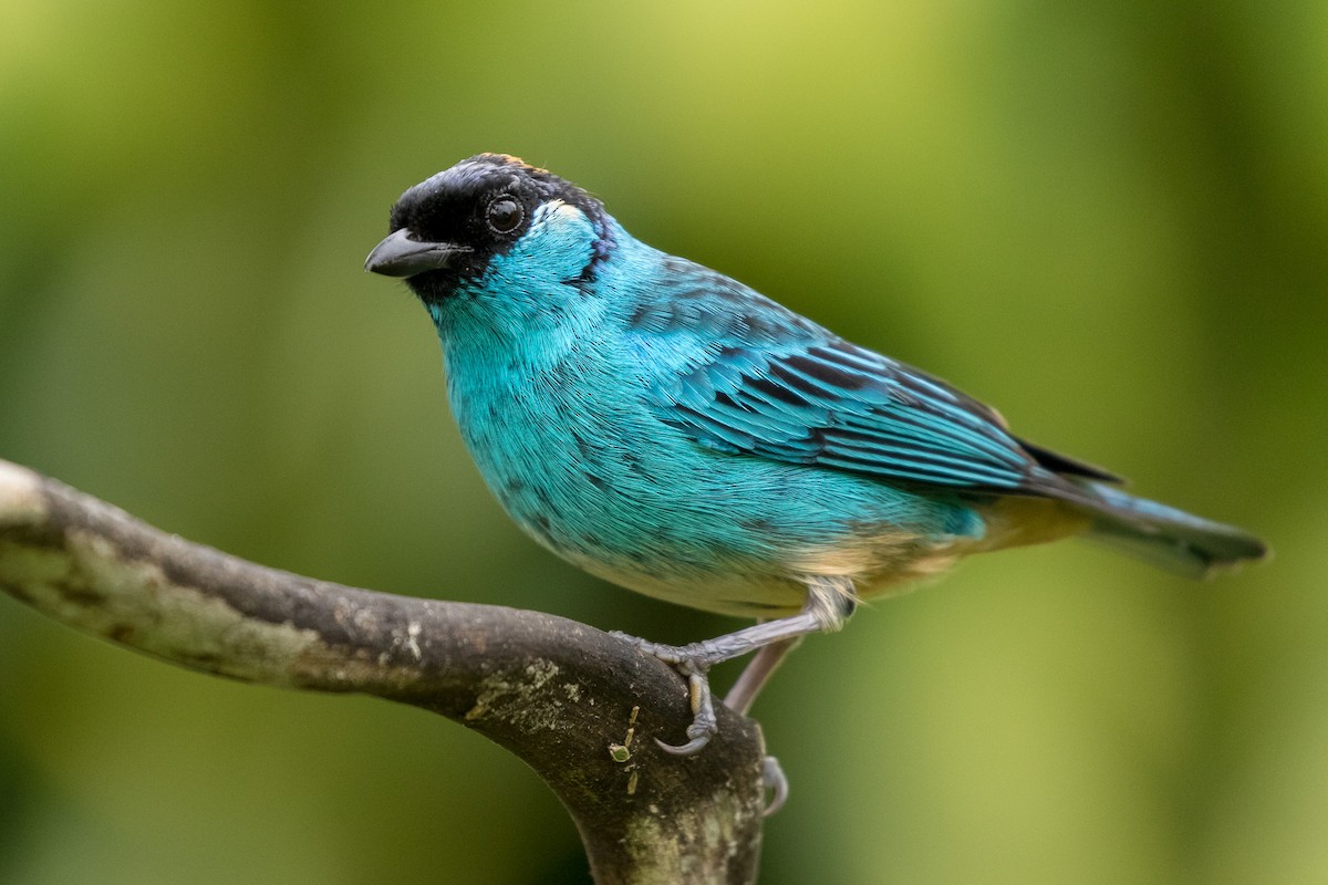 Golden-naped Tanager - ML120953901