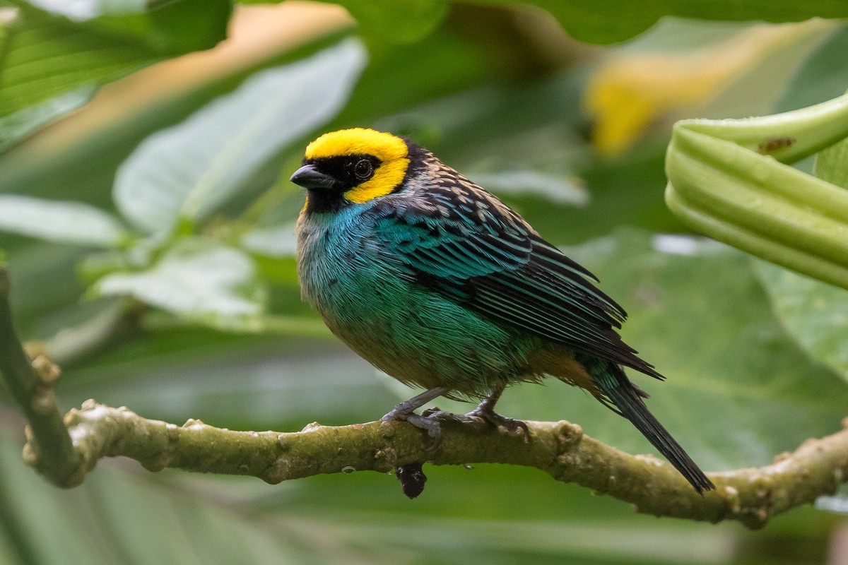 Saffron-crowned Tanager - ML120954101