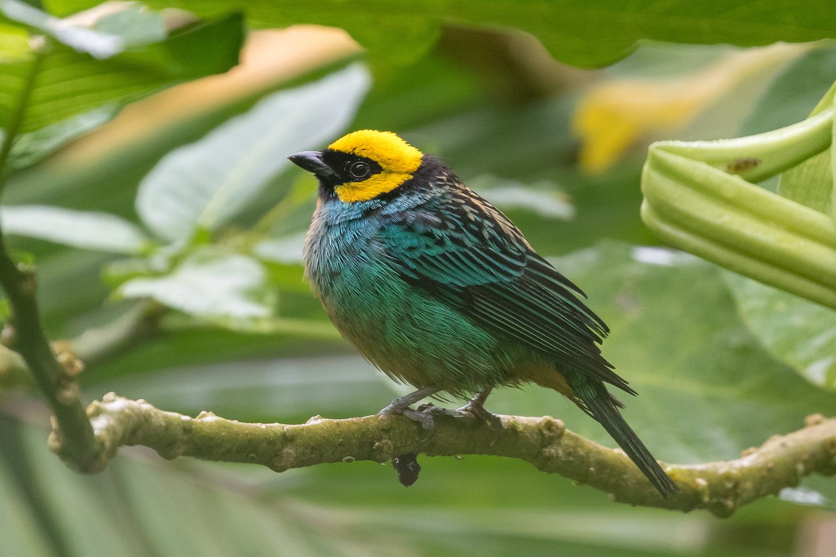 Saffron-crowned Tanager - ML120954111