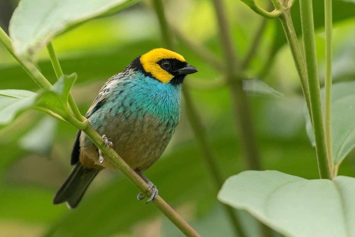 Saffron-crowned Tanager - ML120954121