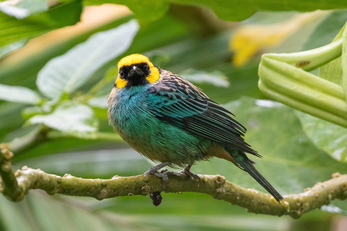 Saffron-crowned Tanager - ML120954131