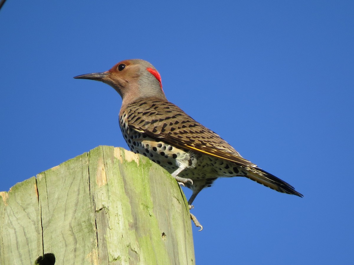 Northern Flicker (Yellow-shafted) - Brian Johnston