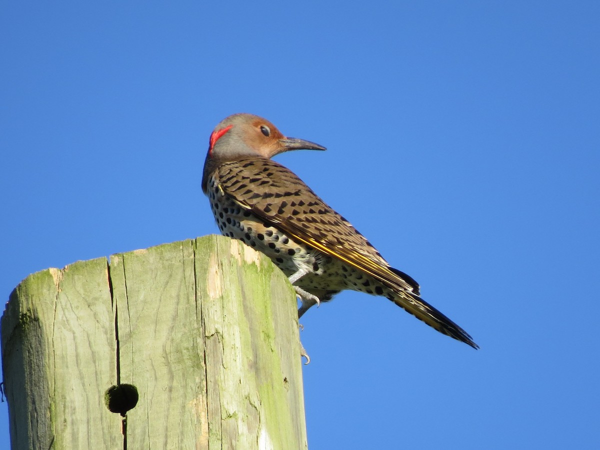 Northern Flicker (Yellow-shafted) - ML120954481