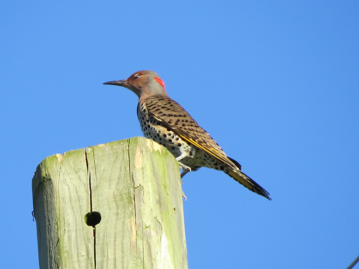 Northern Flicker (Yellow-shafted) - ML120954541