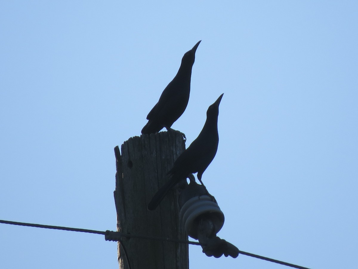 Boat-tailed Grackle - ML120954721