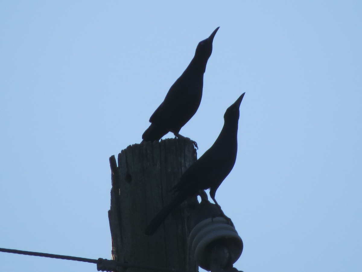 Boat-tailed Grackle - ML120955061