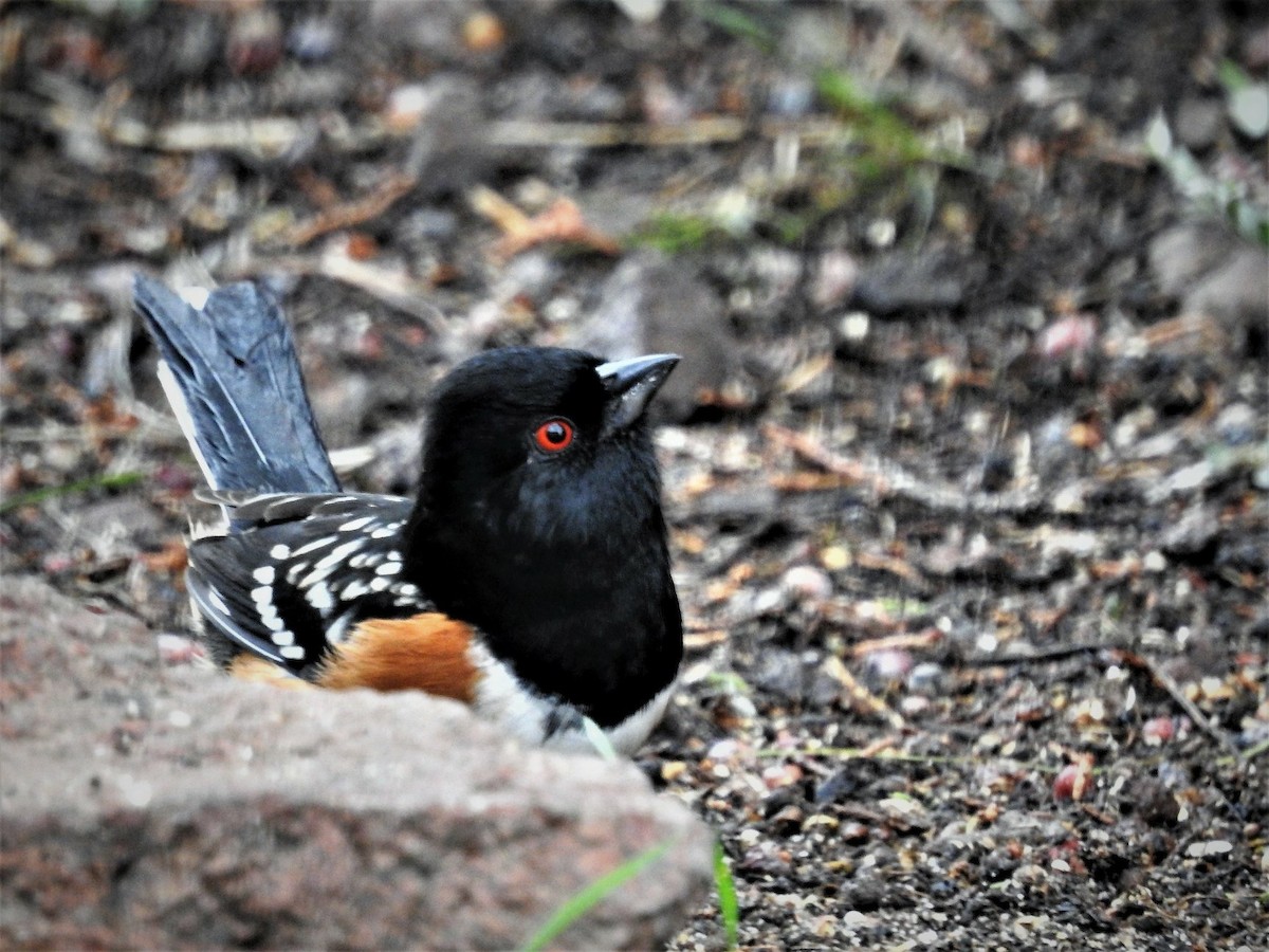 Spotted Towhee - ML120957241