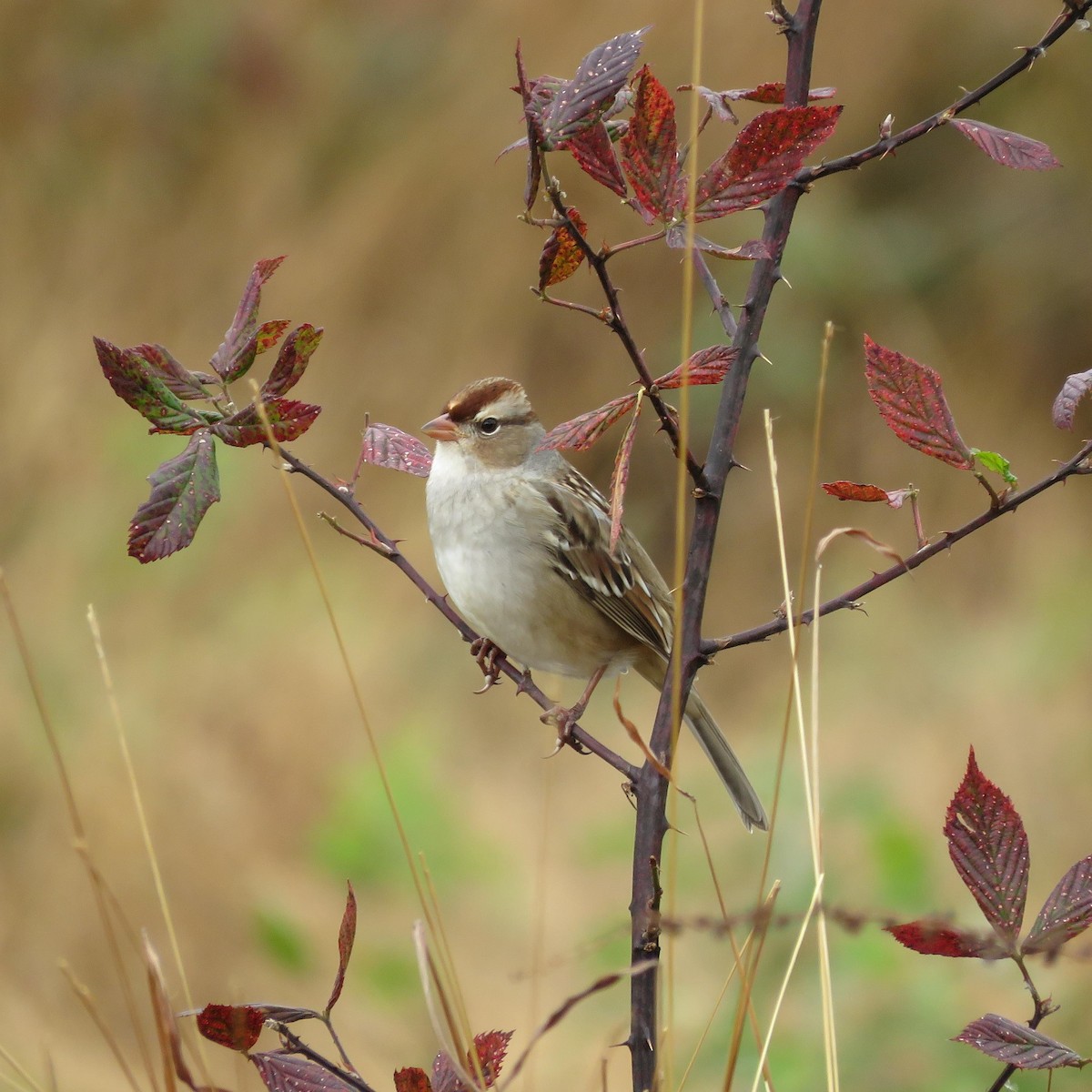 White-crowned Sparrow - ML120957971