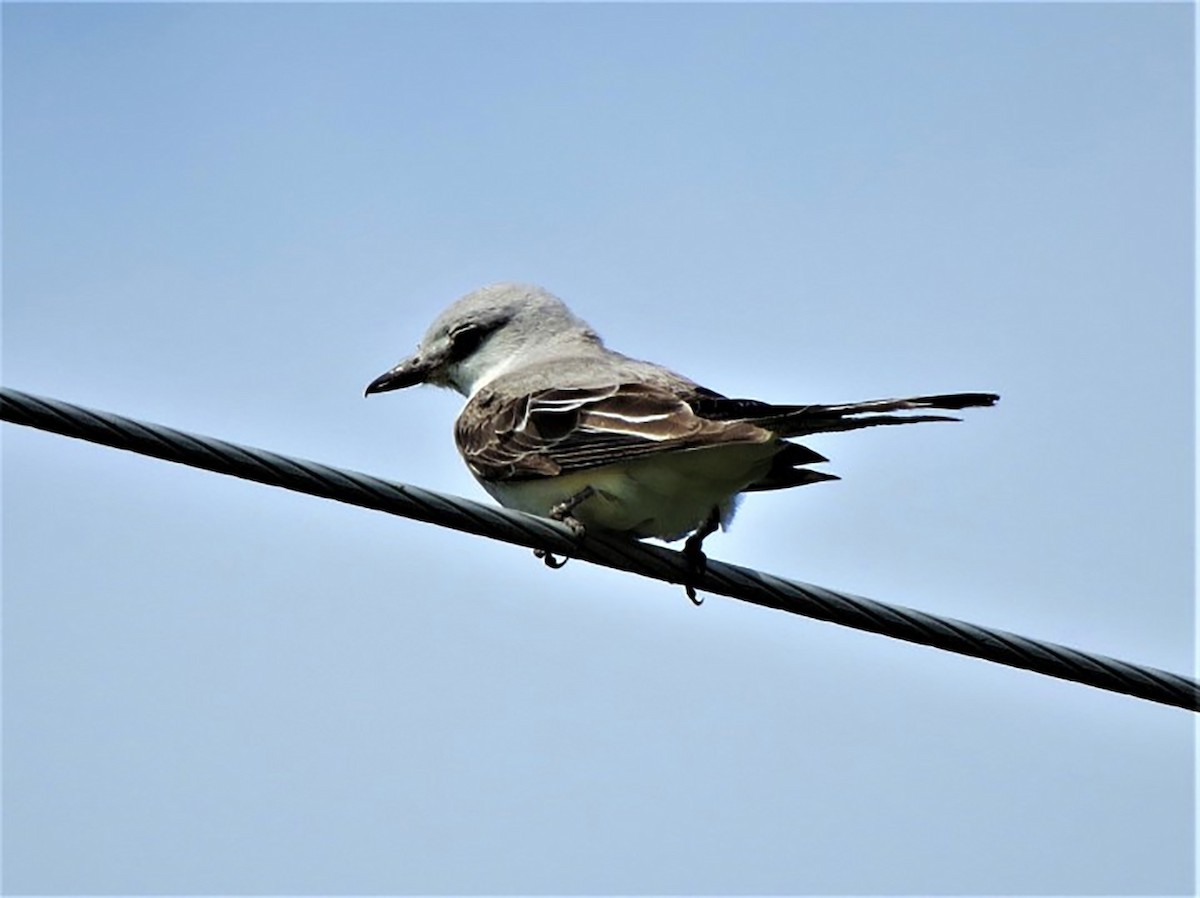 Scissor-tailed Flycatcher - DRUMMONDVILLE SOCQ