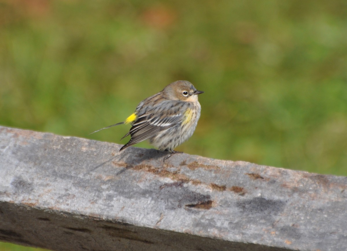 Yellow-rumped Warbler (Myrtle) - Tim Healy