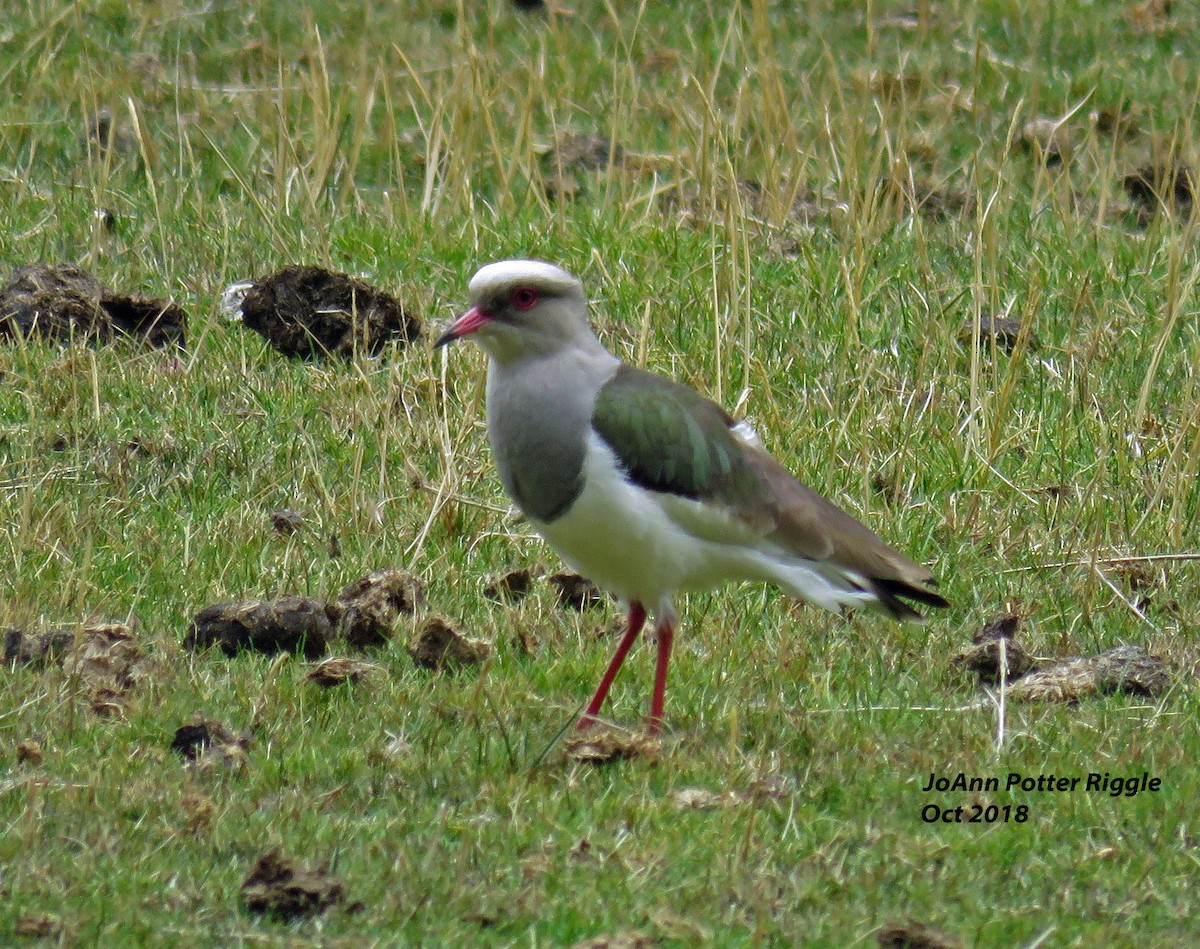 Andean Lapwing - ML120966261
