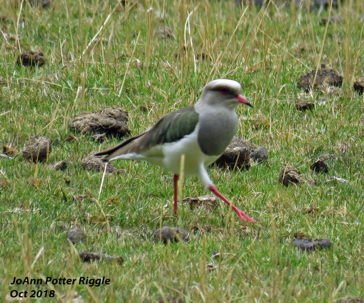 Andean Lapwing - ML120966461