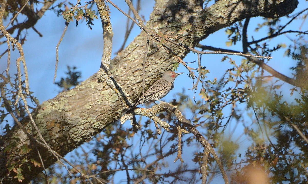 Northern Flicker (Red-shafted) - ML120968511