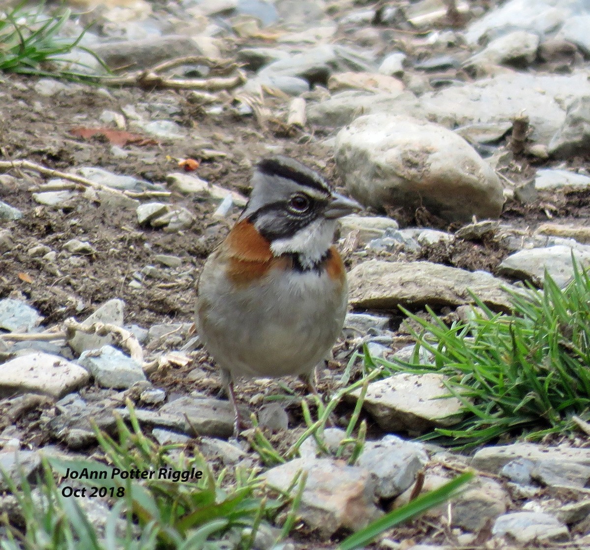Rufous-collared Sparrow - ML120968531