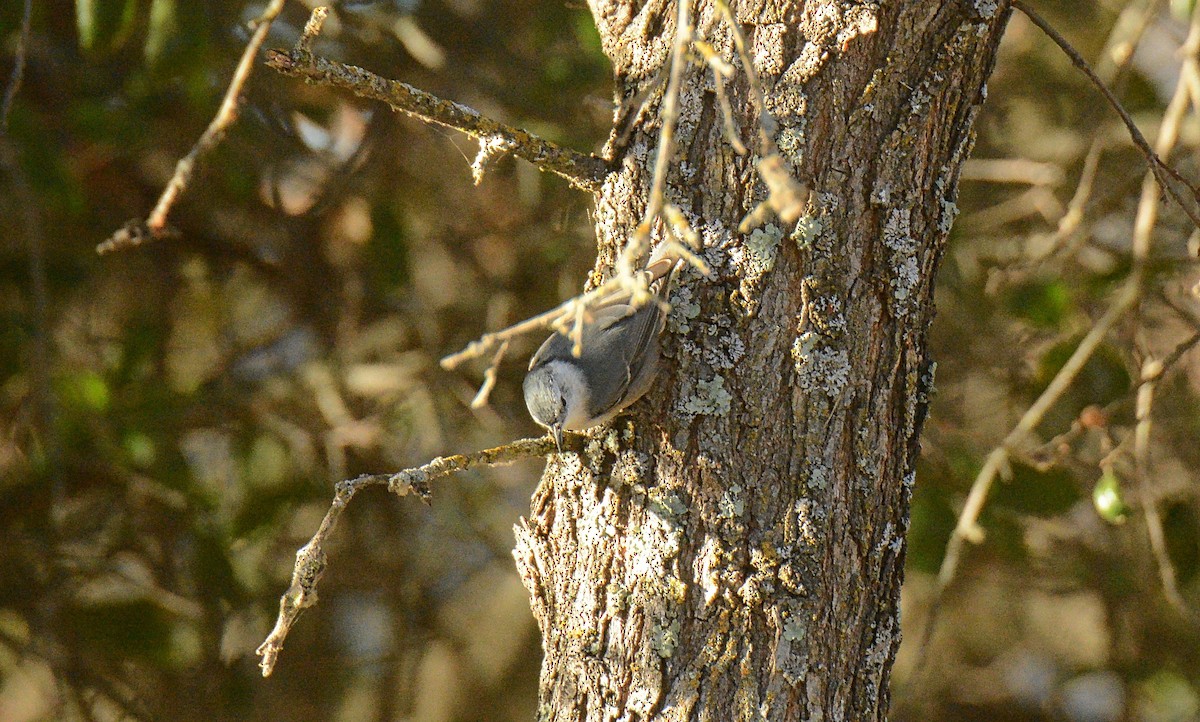 White-breasted Nuthatch - ML120969491
