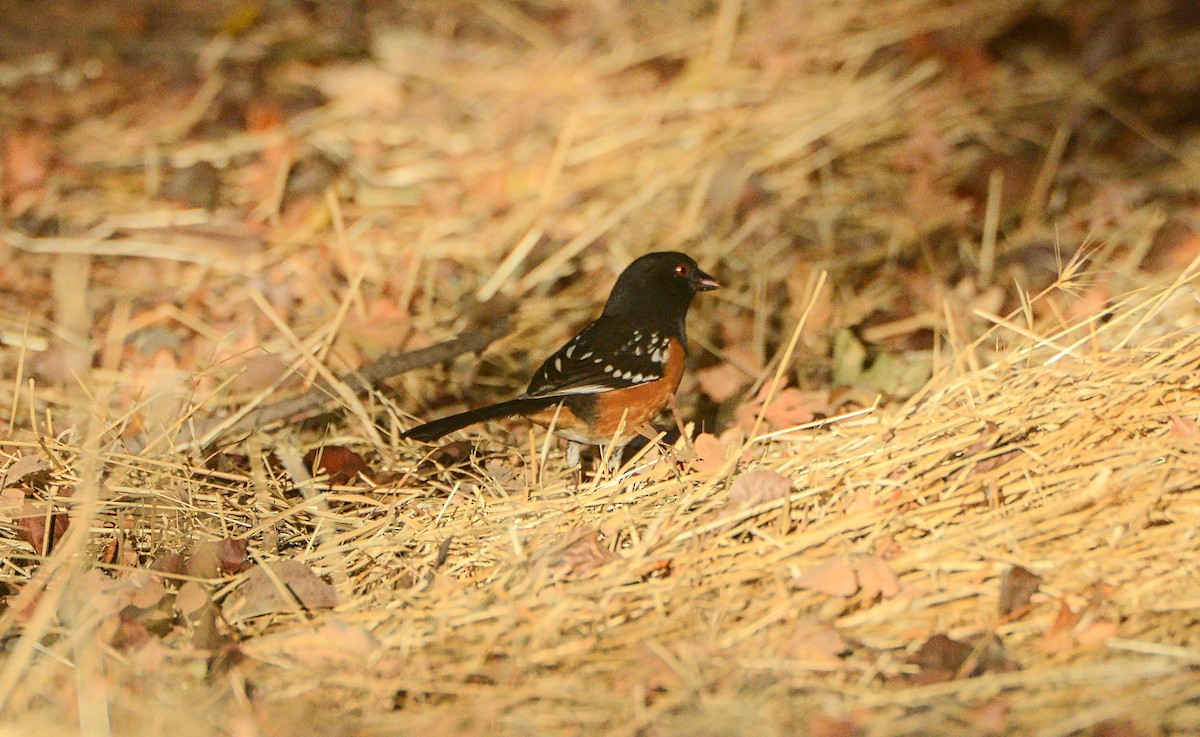 Spotted Towhee - ML120970421