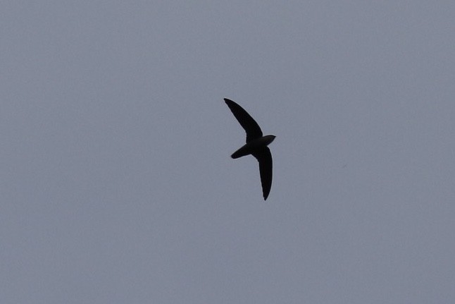 Band-rumped Swift - Arnold Skei