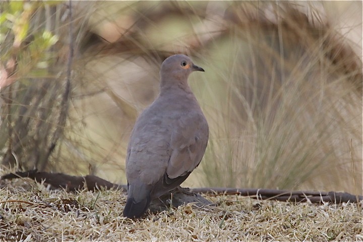 Black-winged Ground Dove - Gil Ewing