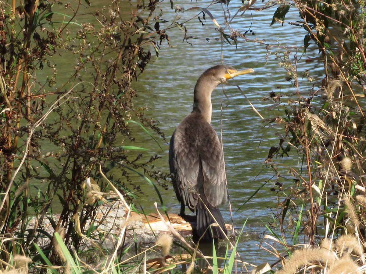 Double-crested Cormorant - Pat Sterbling