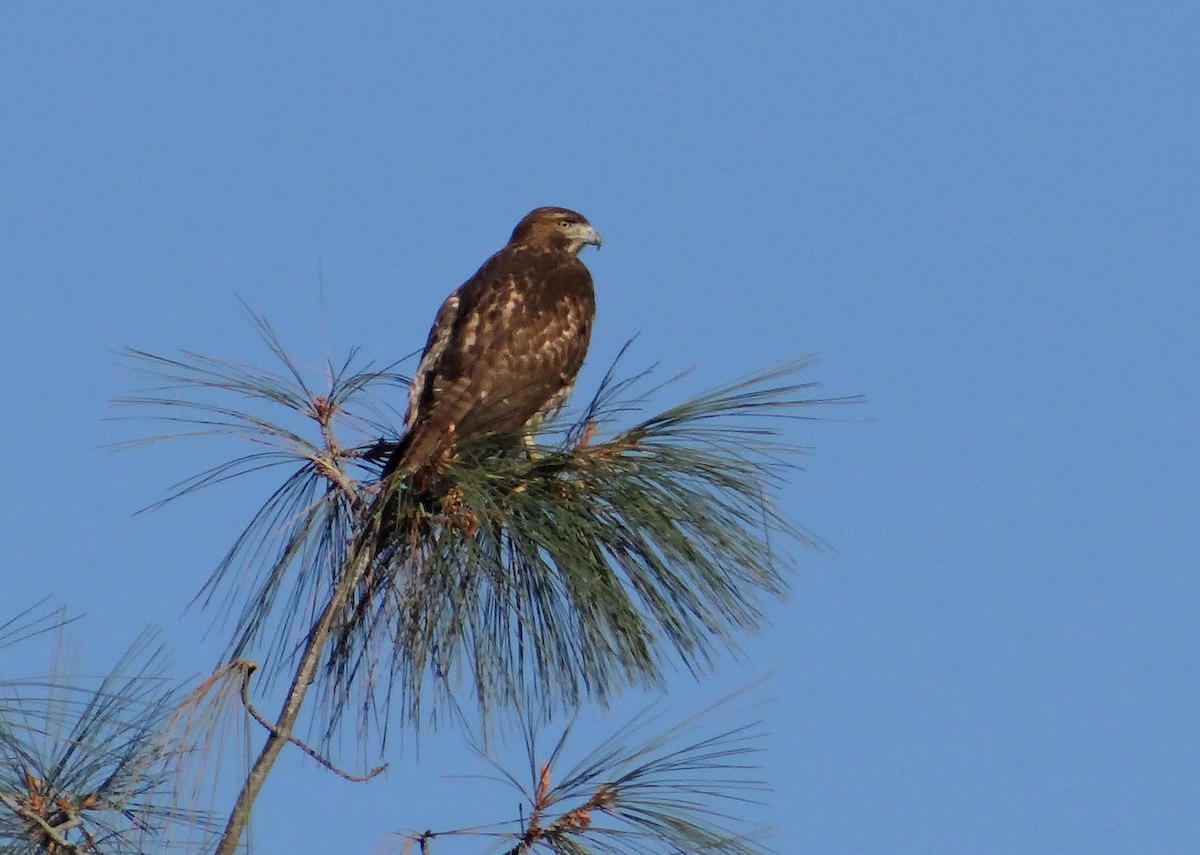 Red-tailed Hawk - ML120976101