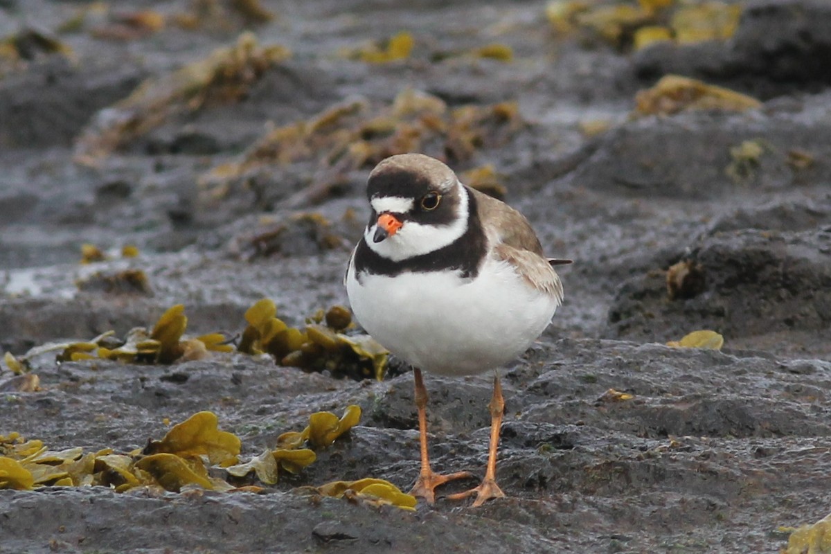 Semipalmated Plover - ML120976251