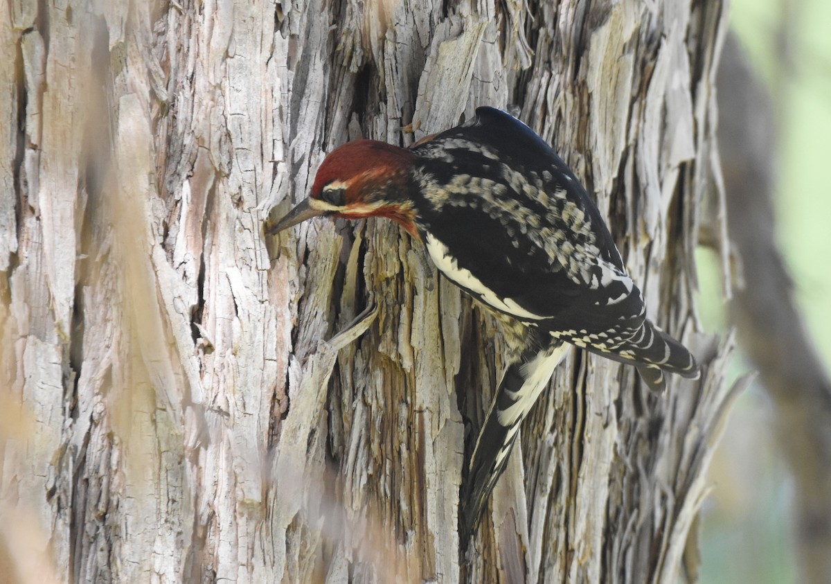 Red-breasted Sapsucker - Christopher Lindsey