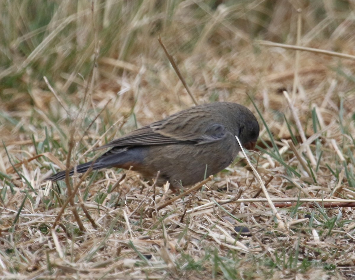 Plain-colored Seedeater - Gil Ewing