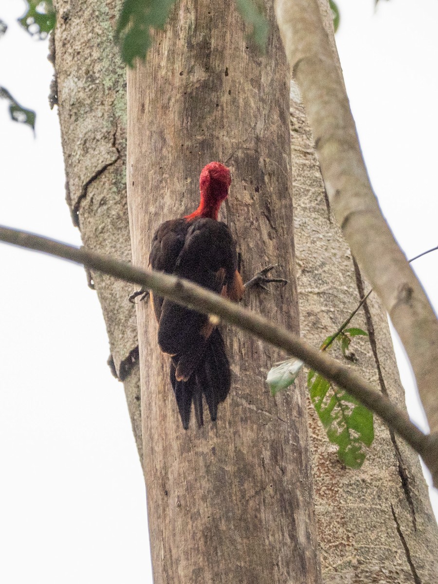 Red-necked Woodpecker - Hans Petermann