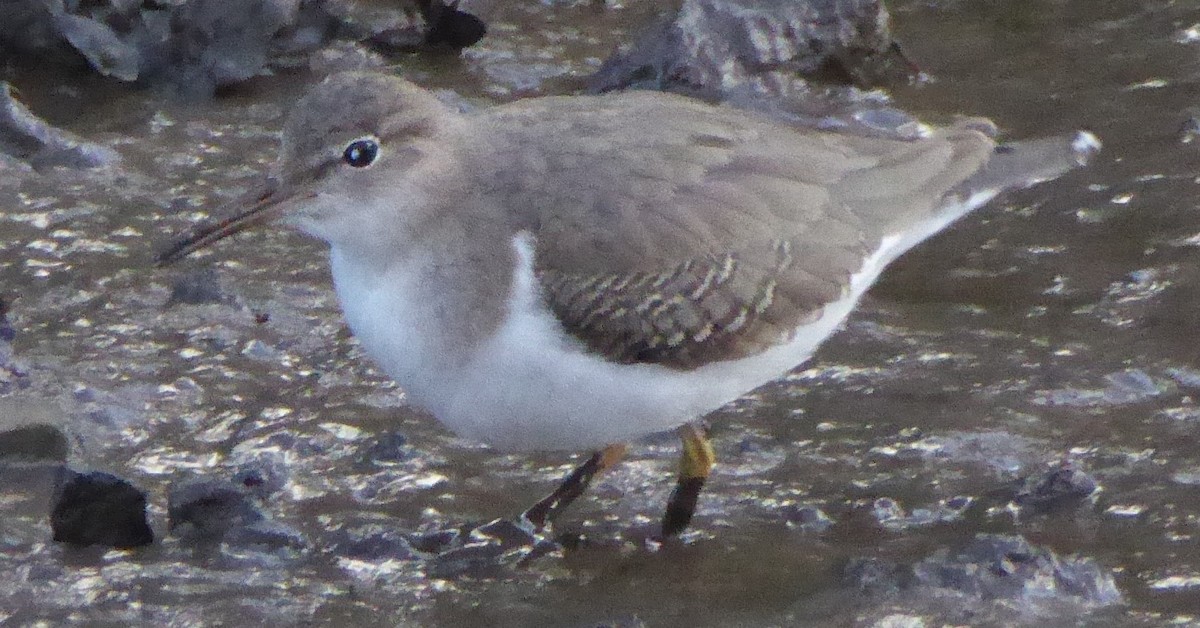 Spotted Sandpiper - Alan Younger