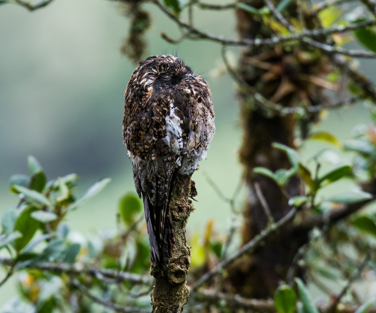 Andean Potoo - ML120982341