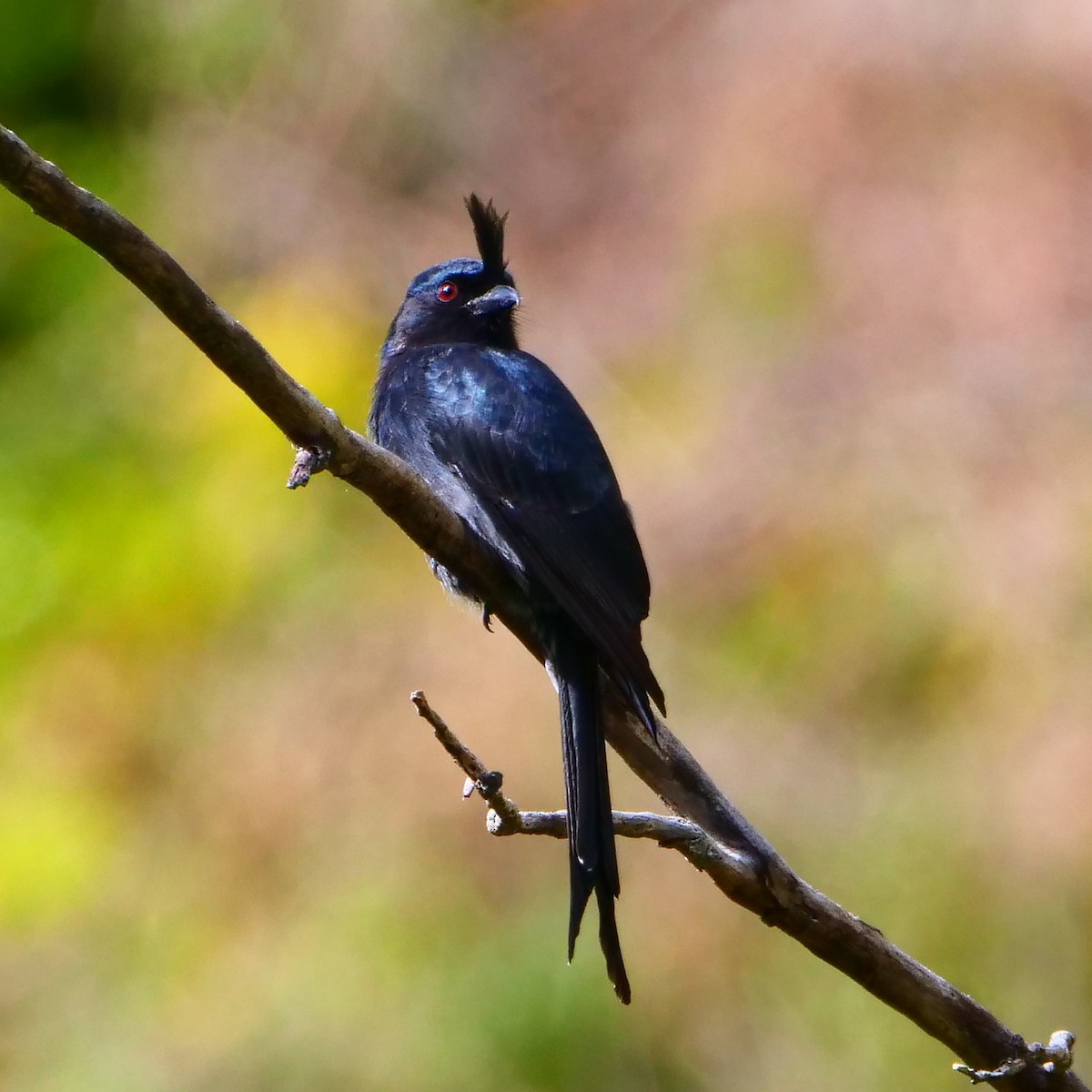 Crested Drongo - ML120986971