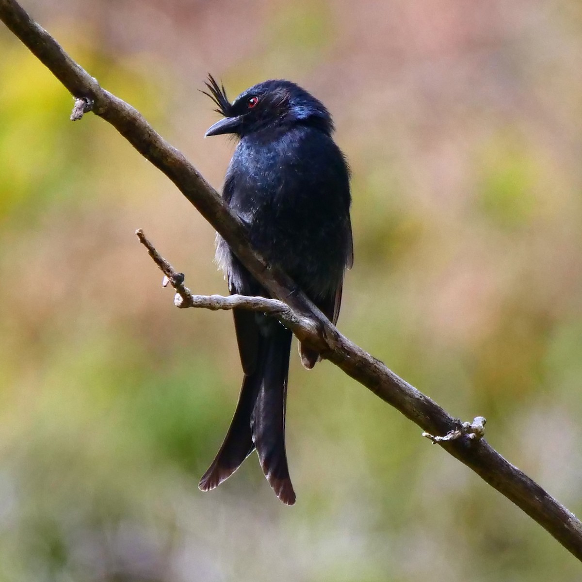 Crested Drongo - ML120987011