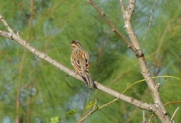 Clay-colored Sparrow - Rodger Neilson